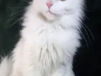 Девочка Мейн Кун