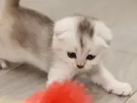 Котята шотландские, фотография 10