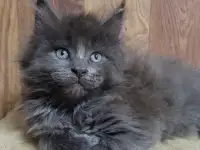 Котята Мейн-кун, фотография 4