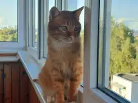 Ищет дом ласковый и интеллигентный молодой котик!!!, фотография 4