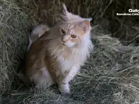 Мейн-кун ( мальчик), фотография 5