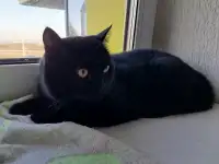 Британская кошка, фотография 3