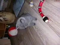 Британские котята, фотография 5