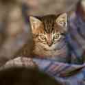 Котята в дар!, фотография 2