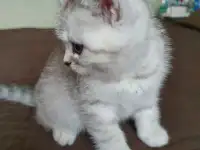 Котята, фотография 3