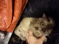 Бурма котята, фотография 2