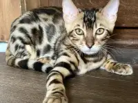 Бенгальский котенок (мальчик), фотография 8