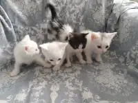 Красивые котята в дар, фотография 6