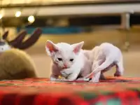 Котята Девон Рекс, фотография 4
