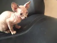 Канадский сфинкс котята, фотография 4