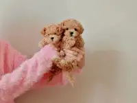Мальтипу f1 мини девочки