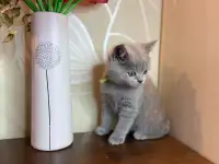 Британские котята, фотография 9