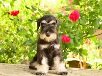 Щенки цвергшнауцера, фотография 2