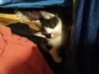 Котята, фотография 4