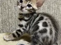 Котята бенгалы, фотография 4