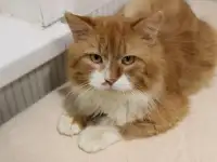 Спасенному с улицы рыжему котику Леонарду очень нужен дом и семья!, фотография 4