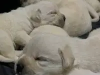 Щенки лабрадора