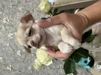 Щенок чихуахуа, фотография 2