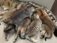 Шотландские котята, фотография 7