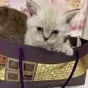 Продам британских котят готовы, фотография 2