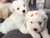 Продаются щенки мальтезе, фотография 3