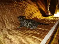 Роскошные бенгальские котята, фотография 7