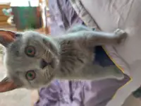 Британские котята, фотография 3