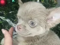 Щенок чихуахуа