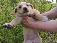 Отдам щенят (девочки) в хорошие руки, фотография 3