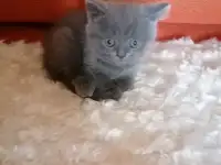 Шотландские котята, фотография 3