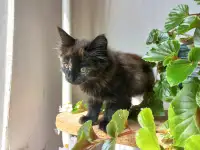 Котейка, фотография 2