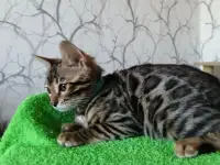Бенгальская девочка, фотография 2