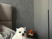 Пропала собака