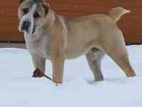 Вязка САО алабай, фотография 6
