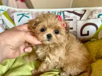 мини мальтипу ф1 девочка и мальчик  maltipoo f1 girl, фотография 7