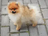Померанский шпиц