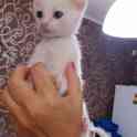 Котята бесплатно., фотография 5
