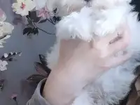 Щенки Мальтийской болонки, фотография 3