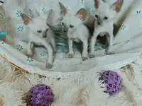 Котенок корниш-рекс, фотография 5