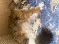 Пропала кошка