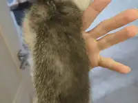 Шотландские котята, фотография 6