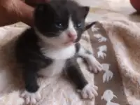 Котенок мальчик пушистый