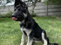 Щенки ВЕО, фотография 3