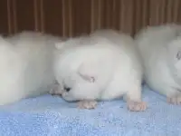 Британские котята, фотография 2