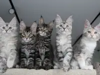 Мейн-кун котята, фотография 4