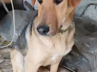 Собака ищет дом, фотография 2
