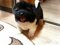 Акита щенки