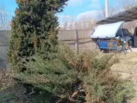 Можжевельник 10-12 см ростки саженцы рассада, фотография 4