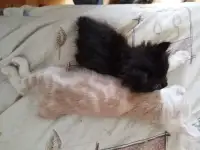 Курильский бобтейл котята, фотография 6