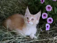 Мейн-кун ( мальчик), фотография 6